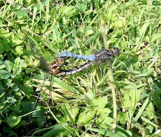 keeled skimmer